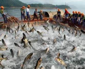 夢見釣到很多魚